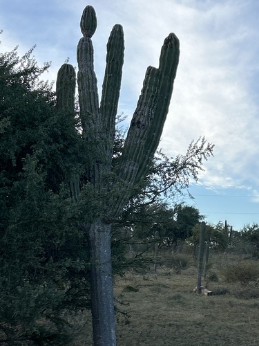 Cacto Cardón