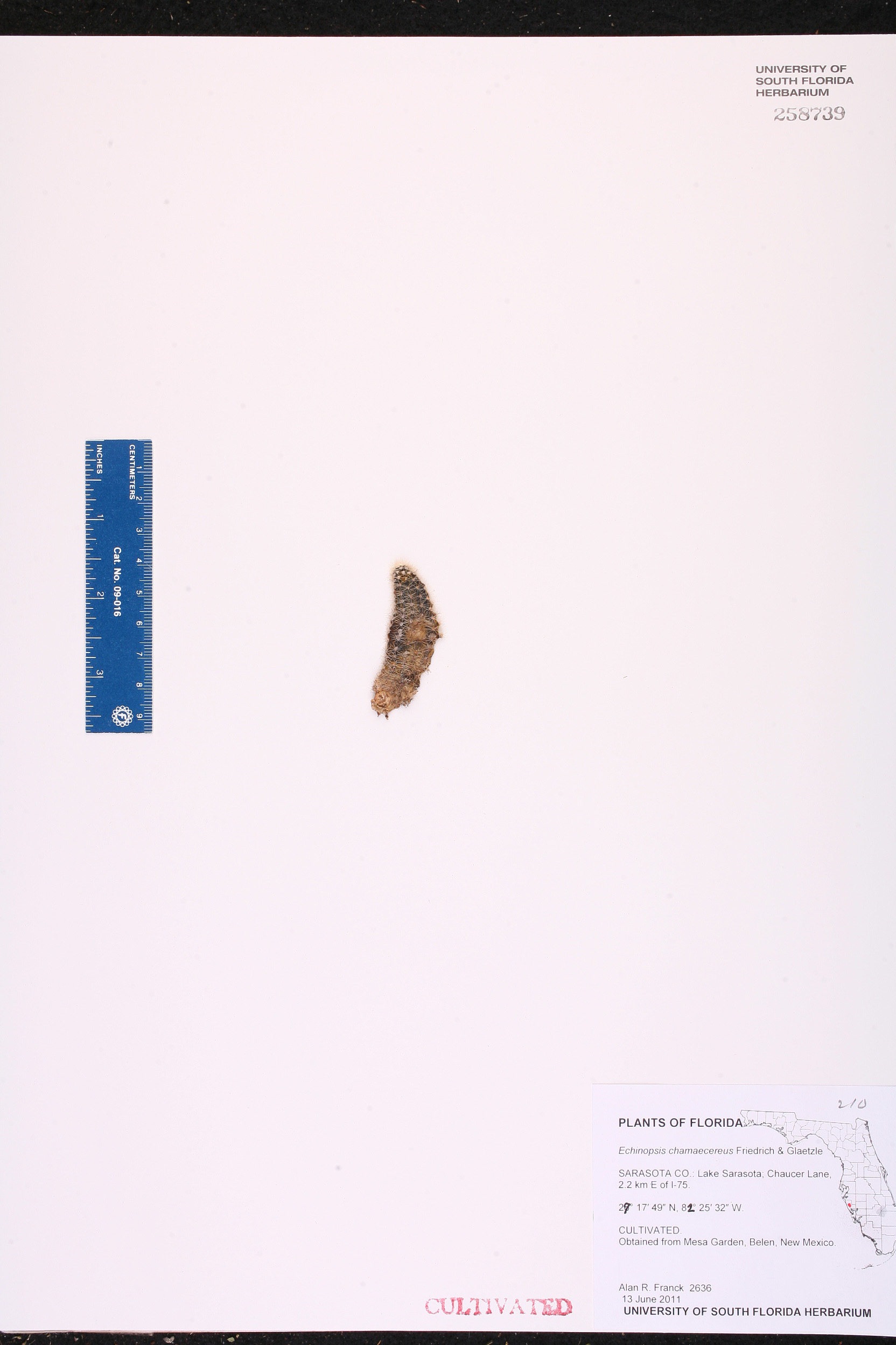 Cacto Amendoim