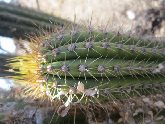 Cacto Tocha Dourada