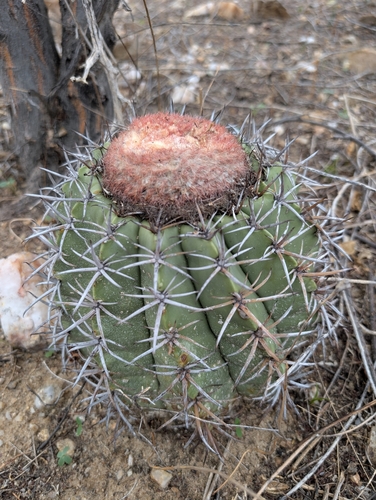 Cacto Coroa de Frade