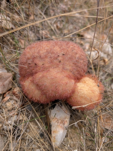 Cacto Coroa de Frade