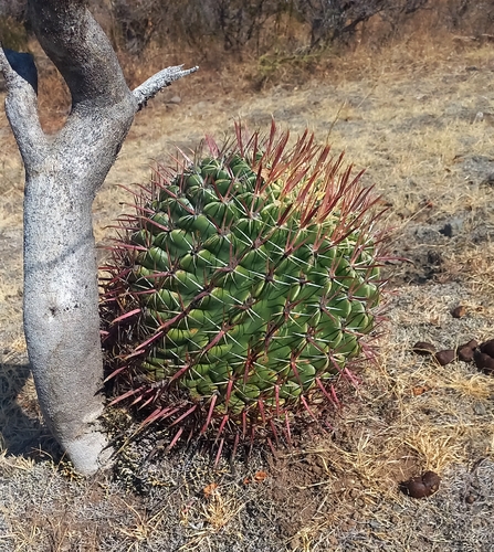 Cacto Unha de Águia