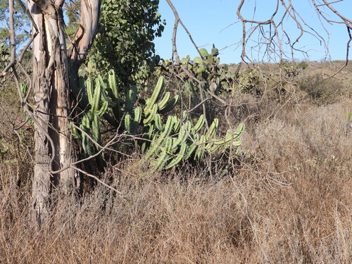 Cacto Myrtle Azul