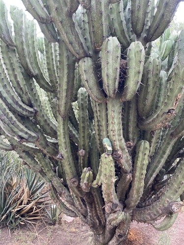Cacto Myrtle Azul
