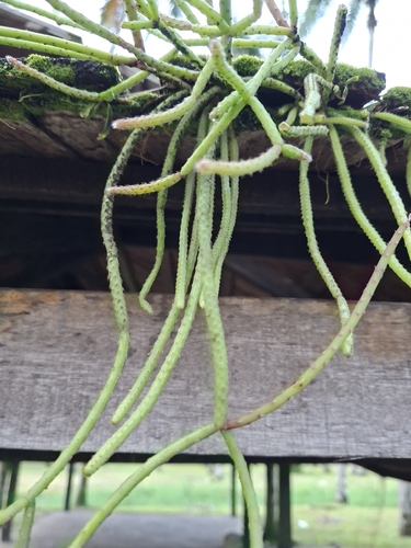 Cacto Macarrão