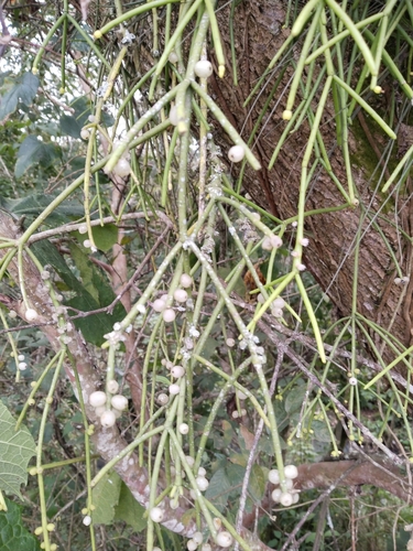 Cacto Macarrão