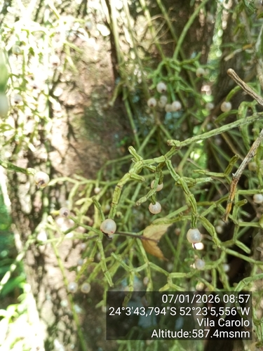 Cacto Coral