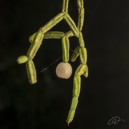 Cacto Coral