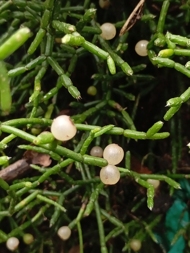 Cacto Coral