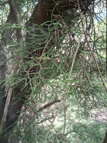 Cacto Coral