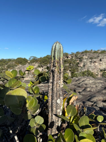 Cacto Facheiro Azul