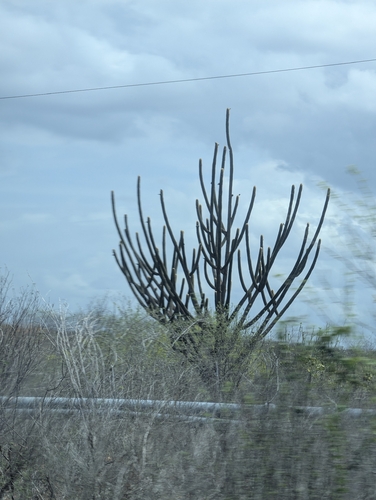 Cacto Facheiro Azul