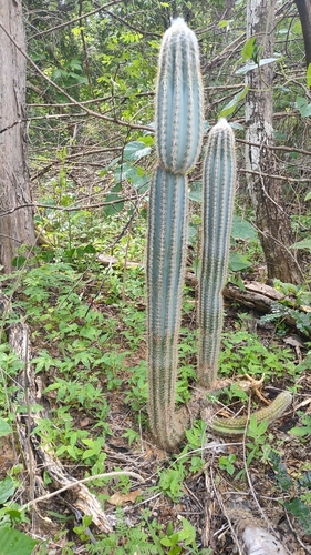 Cacto Facheiro Azul