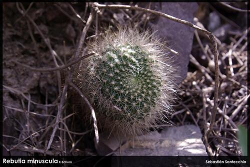 Cacto Rebutia Vermelho