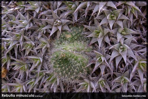 Cacto Rebutia Vermelho