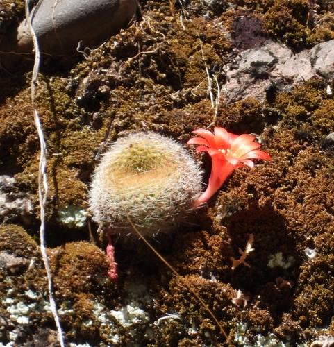 Cacto Rebutia Vermelho