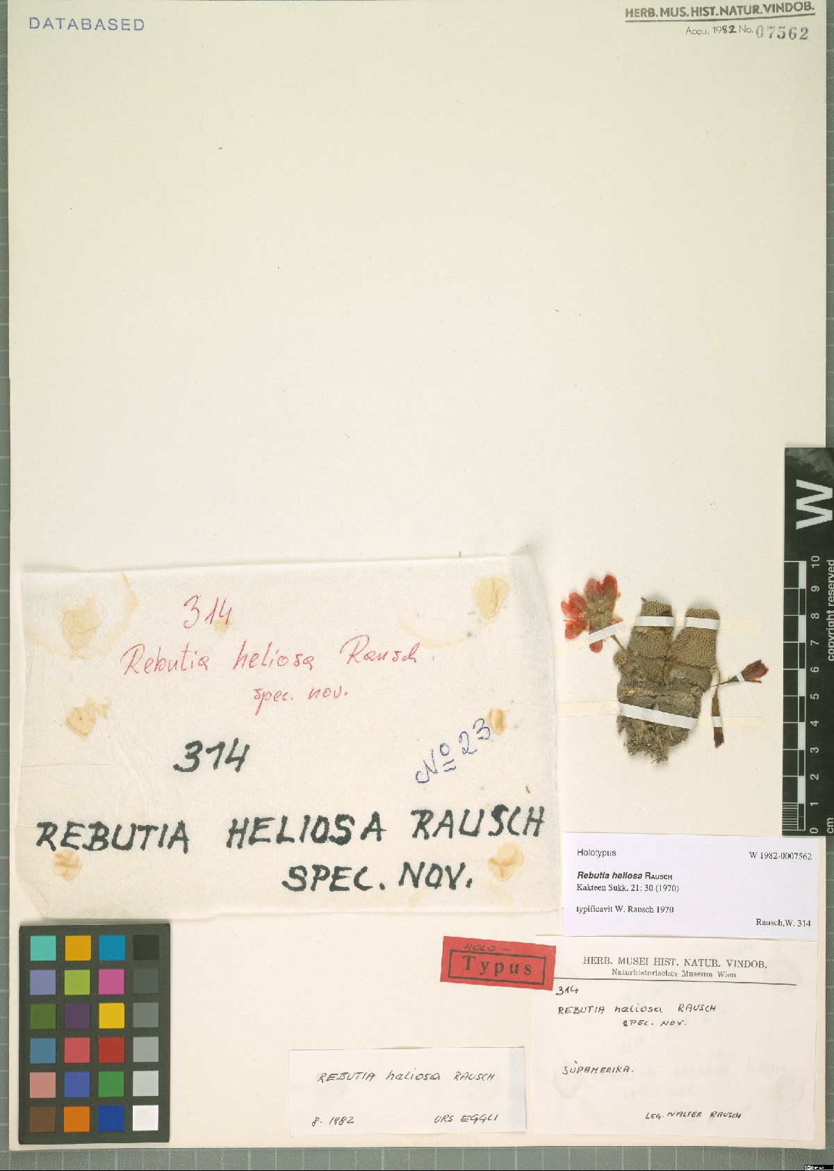 Cacto Rebutia Heliosa