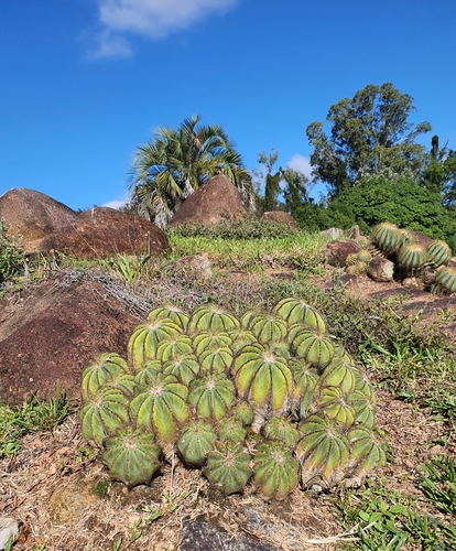 Cacto Bola de Ouro