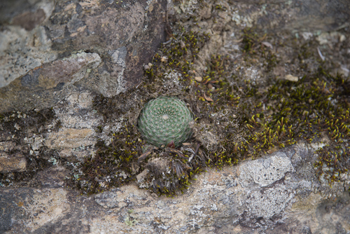 Cacto Aylostera Heliosa