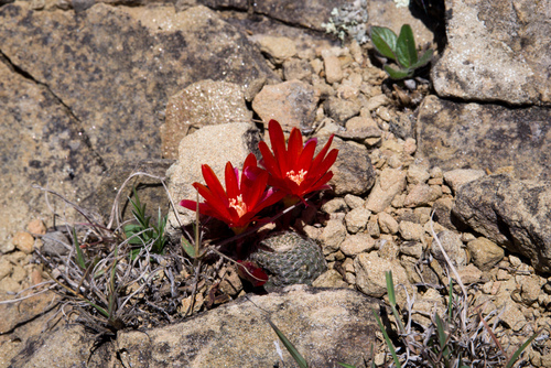 Cacto Aylostera Heliosa