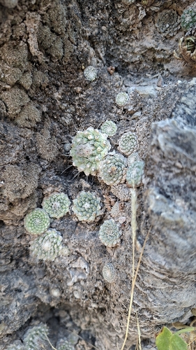 Cacto Strombocactus