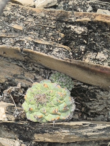 Cacto Strombocactus