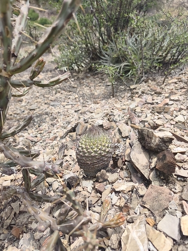Cacto Strombocactus