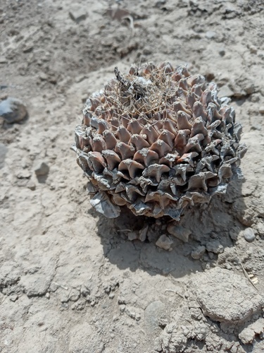 Cacto Alcachofra