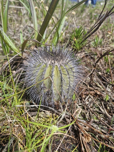 Cacto Uebelmannia Mineiro