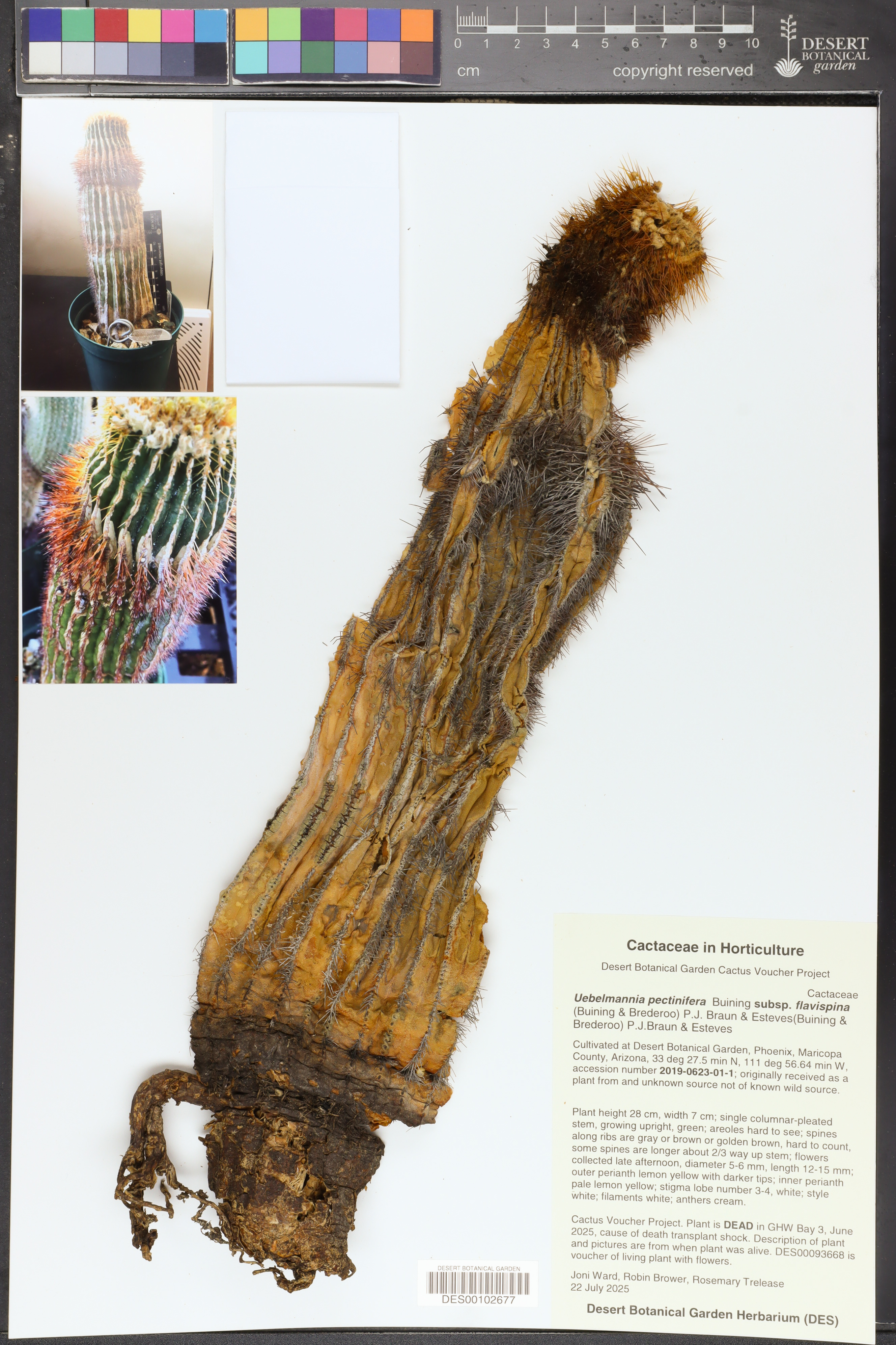 Cacto Uebelmannia Mineiro