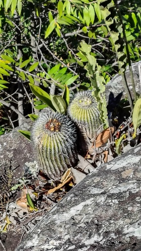Cacto Uebelmannia Mineiro