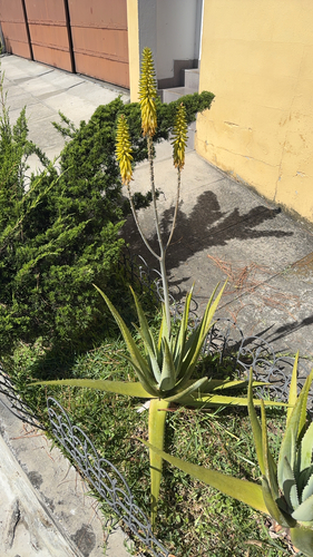 Babosa (Aloe Vera)