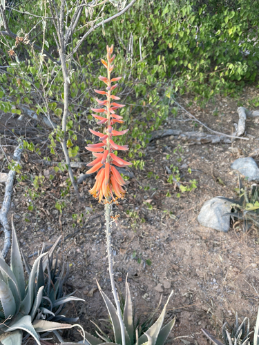 Babosa (Aloe Vera)