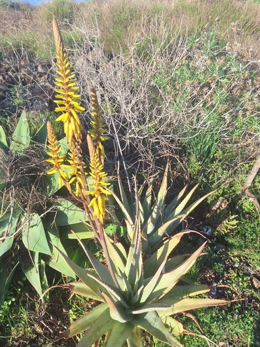 Babosa (Aloe Vera)