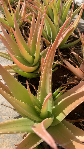 Babosa (Aloe Vera)