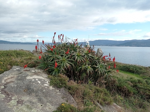 Aloe Candelabro