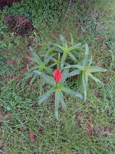 Aloe Candelabro