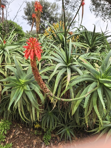 Aloe Candelabro