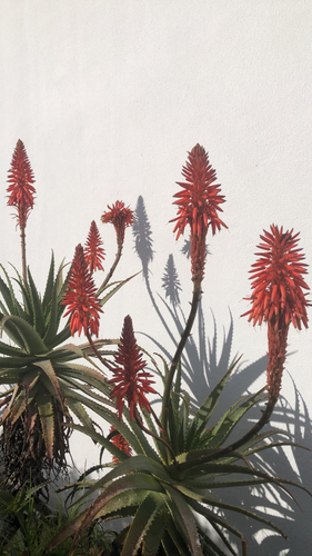 Aloe Candelabro