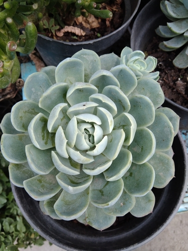Rosa de Pedra (Echeveria Elegans)