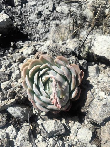 Rosa de Pedra (Echeveria Elegans)