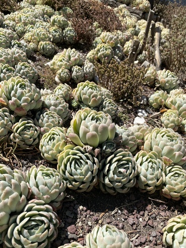 Rosa de Pedra (Echeveria Elegans)