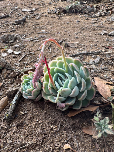 Rosa de Pedra (Echeveria Elegans)