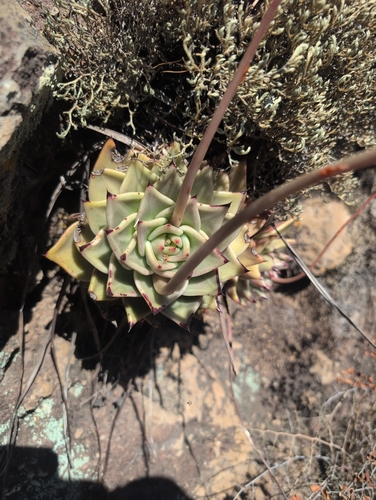 Echeveria Agave