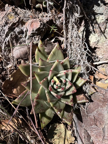 Echeveria Agave