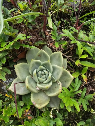 Echeveria Agave