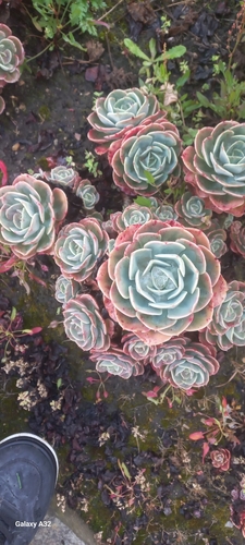 Echeveria Topsy Turvy
