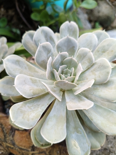 Echeveria Topsy Turvy