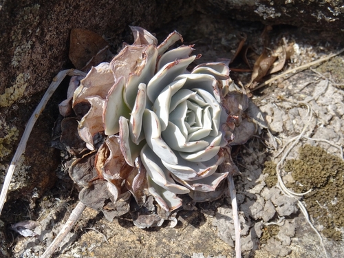 Echeveria Topsy Turvy