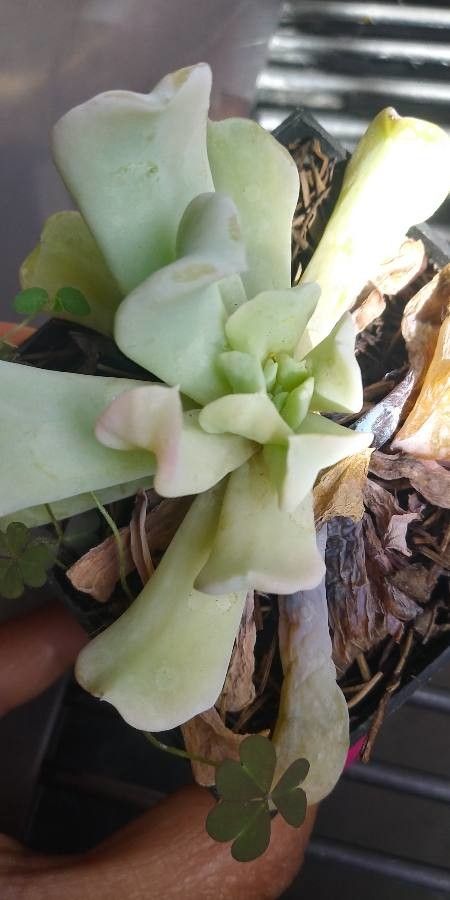 Echeveria Topsy Turvy